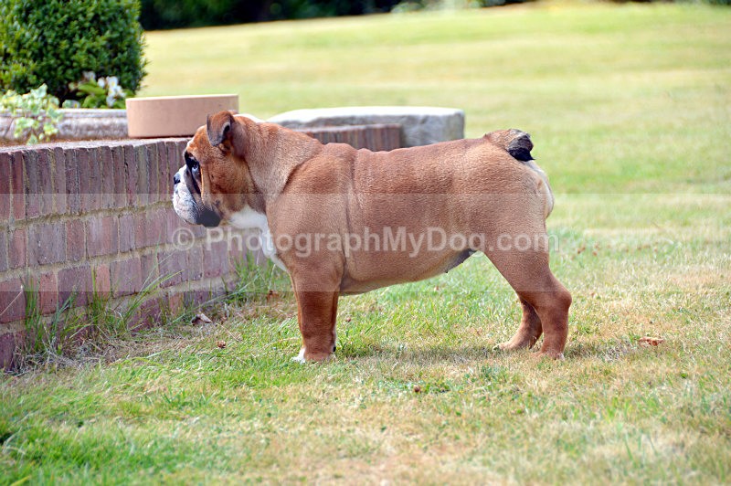  - Bulldogs