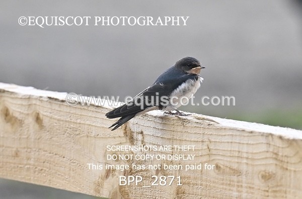 BPP_2871 - CLASS 8 Springboard 128cm/ 138cm Restricted Handicap