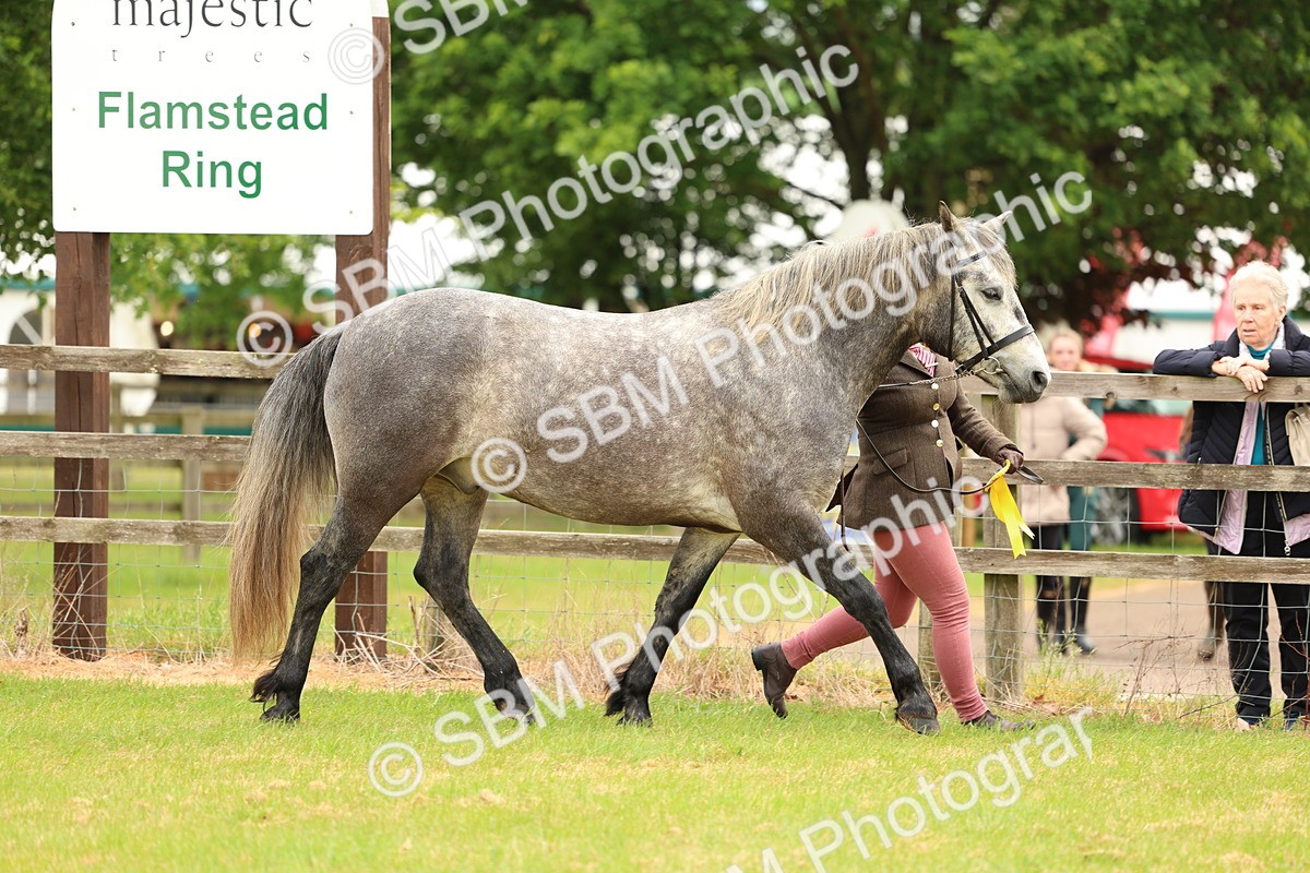 SBM_04148 - Class 64-67 - Shetland Pony In Hand