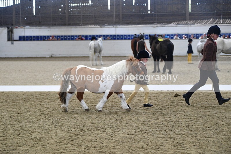 WJ5_4930 - Class 7 In hand coloured / odd coloured