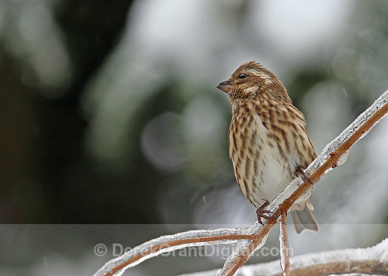 Purple Finch (female) - Birds of Atlantic Canada