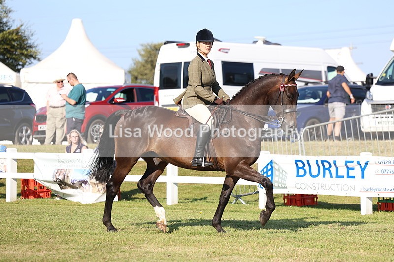 3E7A5265 - Class 2: Rising Star Large Hack/Riding Horse