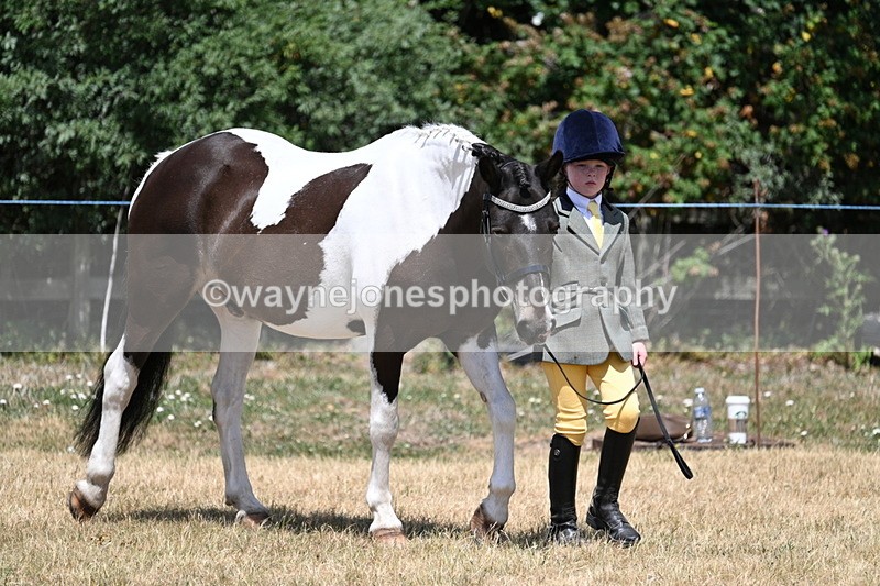 WJ7_2159 - Class 5 Most Handsome Gelding (up to 14.2hh) in hand