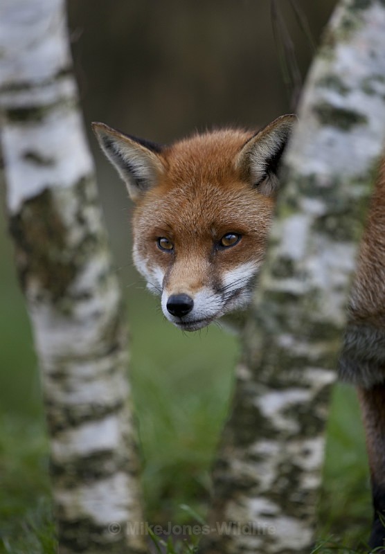 RED FOX REF RF2/3 - RED FOX PORTFOLIO No 2