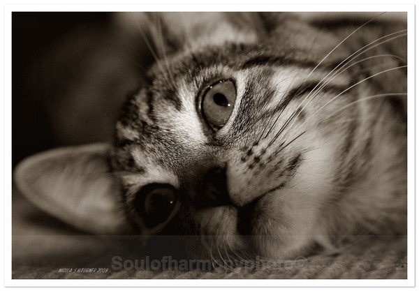 Alfie - Captured Wild life/Domestic/ livestock Animals
