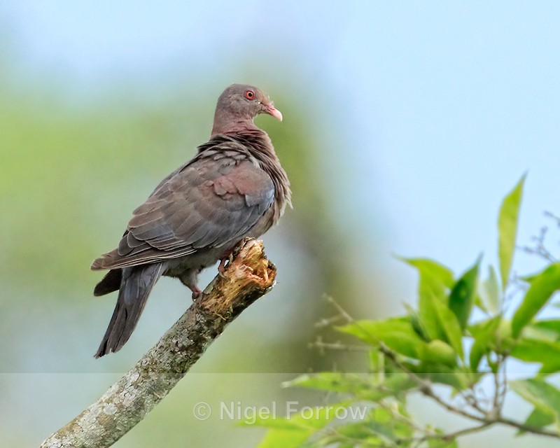 Red-billed Pigeon, Costa Rica - Red-billed Pigeon