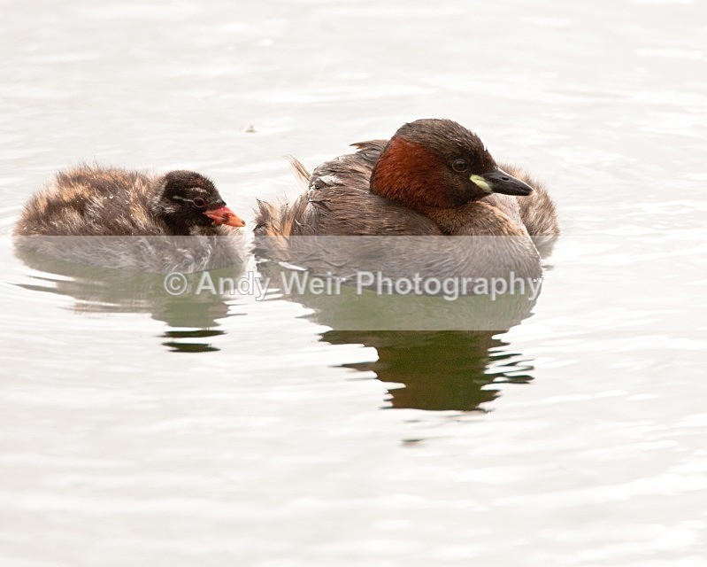 20080810-046 - Little Grebe