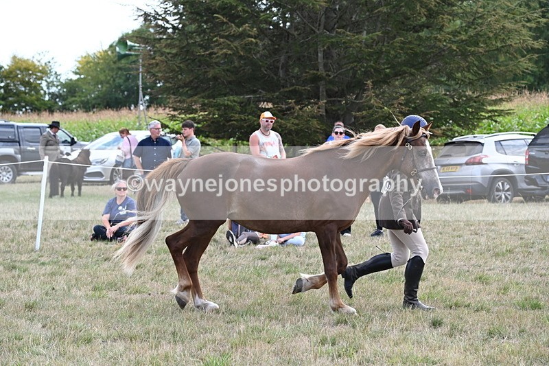 WJ6_6682 - Class 20 In-hand Cob