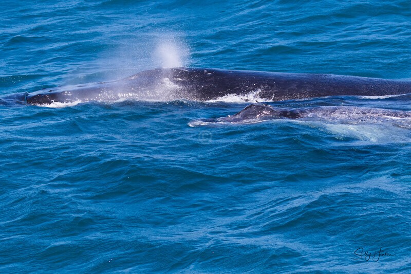 Tiny baby 0A3A6403 - Humpback Whales
