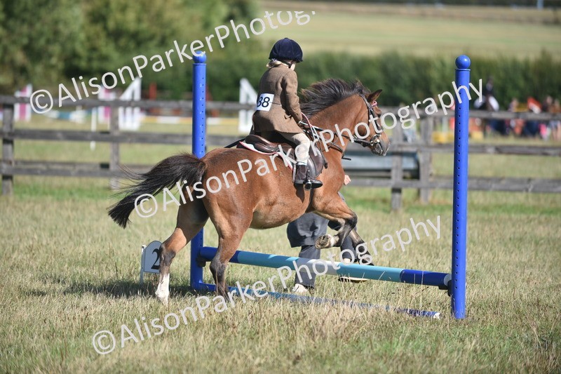 20260906-0989 - Class 7 - Absolute Novice Jumping 35cm
