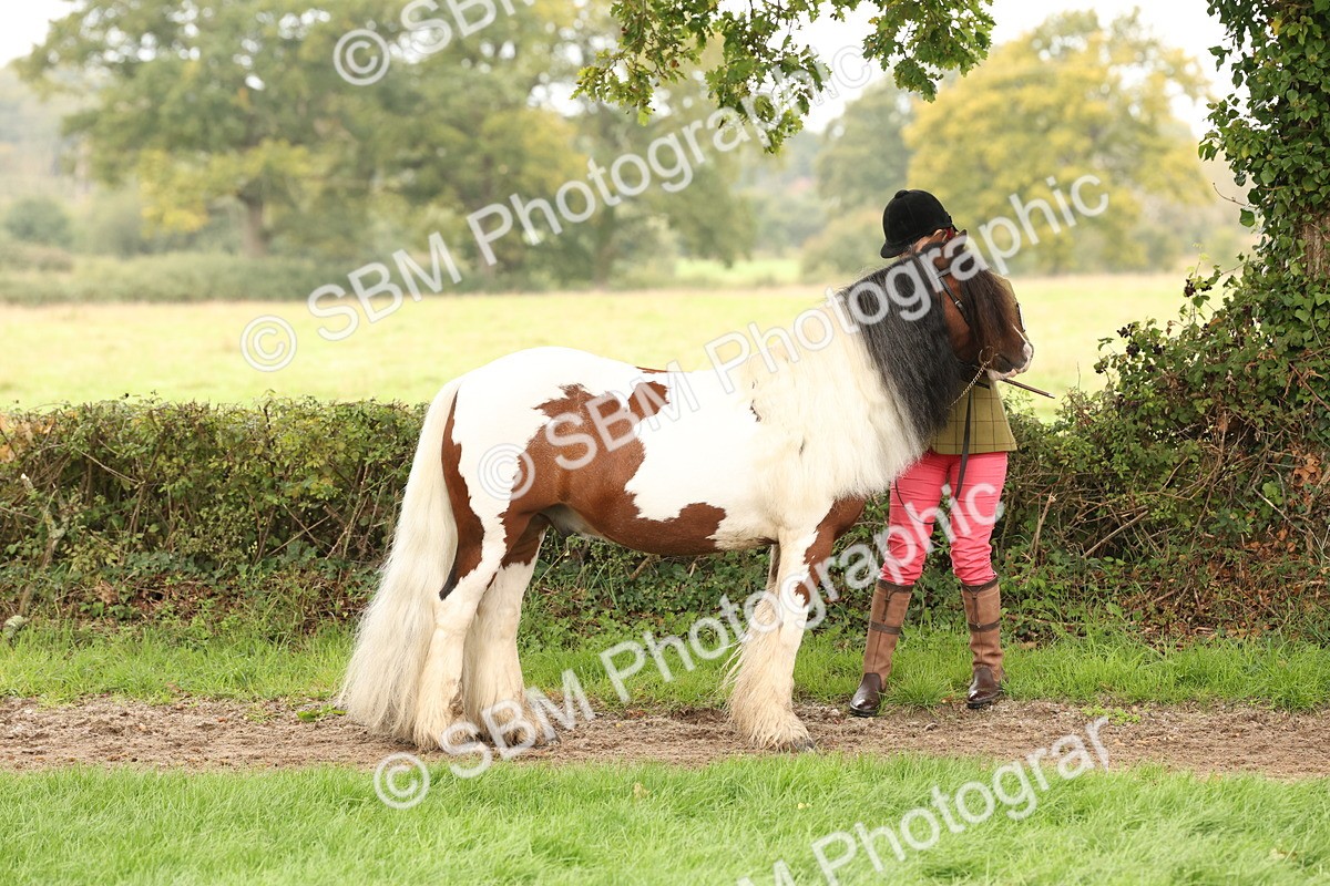 SBM_59242 - S57 - Traditional Cob In Hand