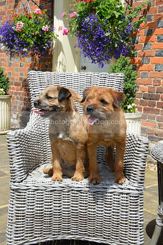  - Border Terriers