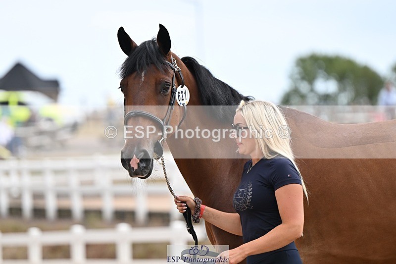 250716-145356-01487 - Trot Up 2.30 to 3.30