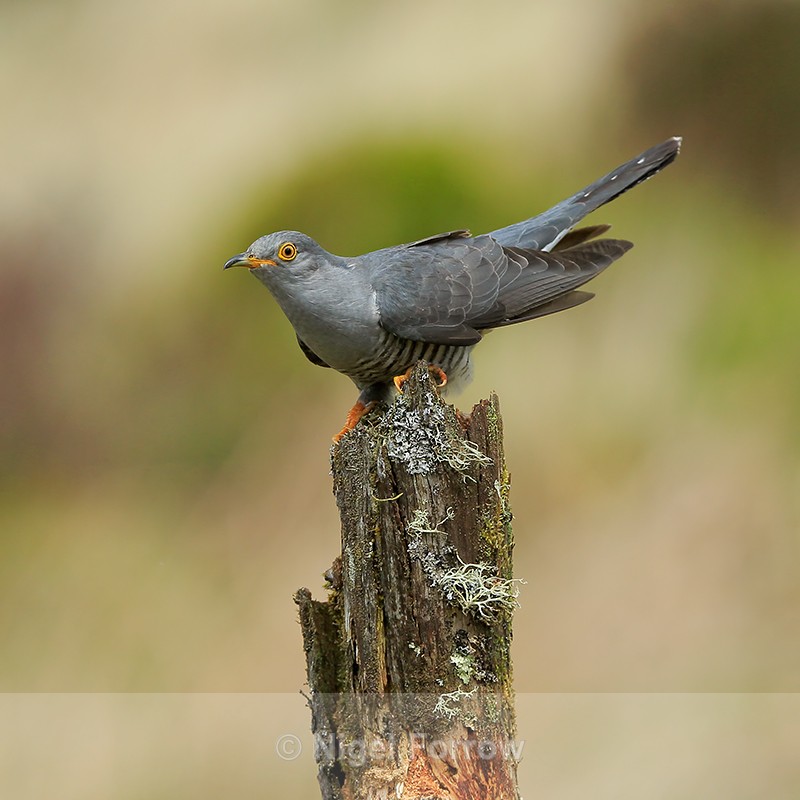 Cuckoo (male) perched on stump, Scotland - Cuckoo