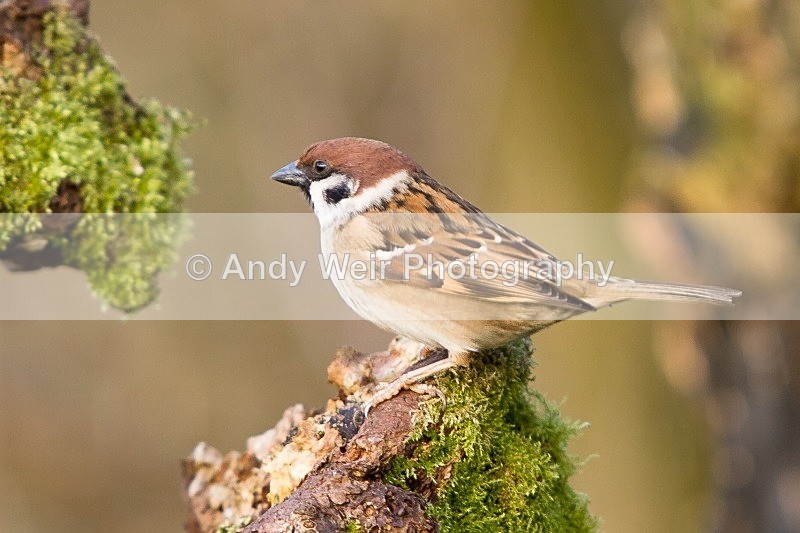 20120218-_MG_9089 - Tree Sparrow