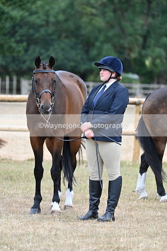 WJ7_0027 - Class 5a Most Handsome Gelding (above 14.2hh)