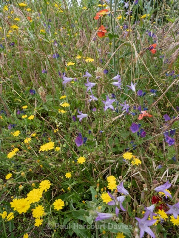 Wild Italian Garden. Paths are mown through the vegetation to provide access  - Flowers in the Landscape - 2