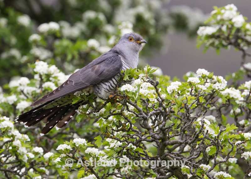 Astland Photography, Bird and Wildlife Images, Susan and Peter Wilson, U.K.