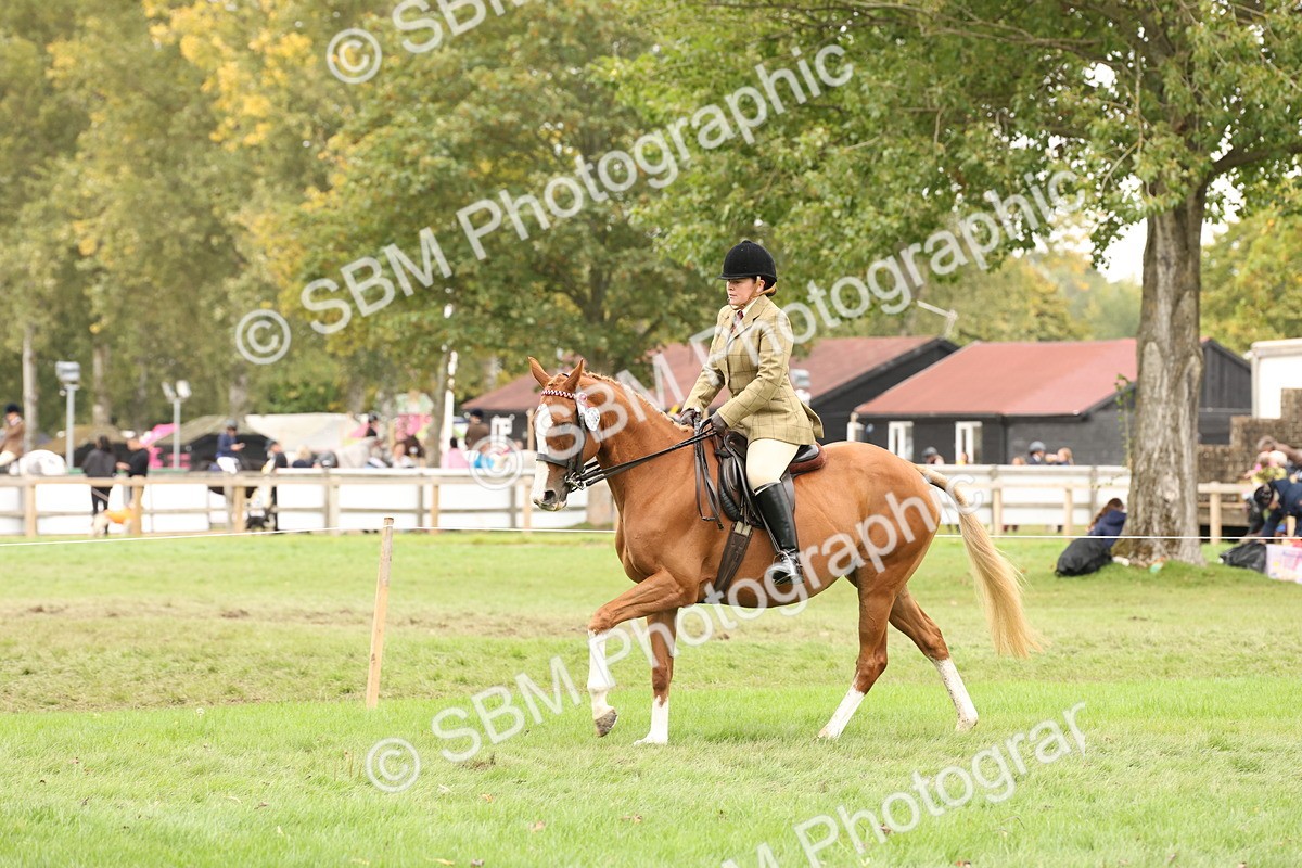 SBM_64225 - S65 - Riding Horse & Hack & Thoroughbred Ridden