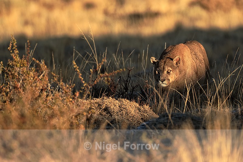 Male Puma Dark creeps forward, Torres del Paine, Chile - Puma