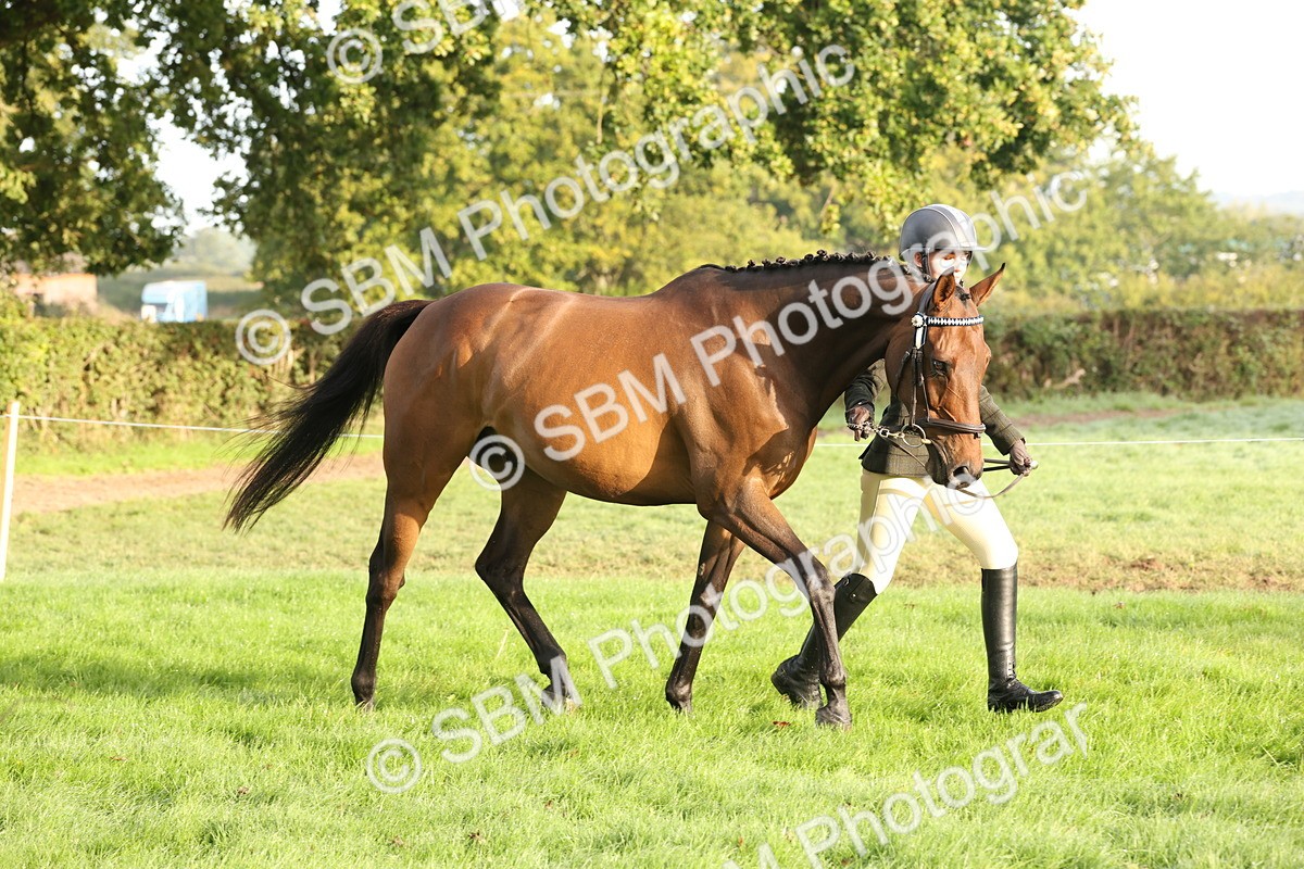 SBM_54940 - S52 - Riding Horse & Hack & thoroughbred In Hand