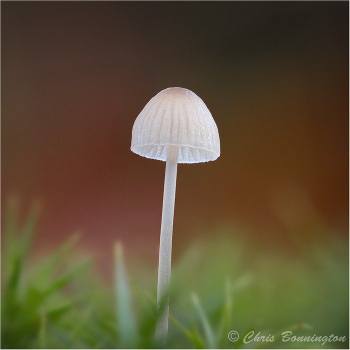 Mycena 1 - Other nature