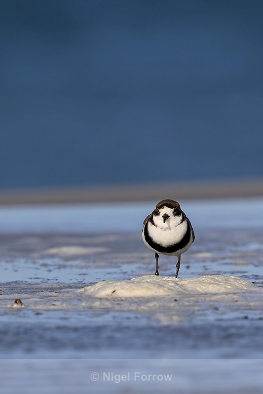 Two-banded Plover, front view, Sea Lion Island - Two-banded Plover