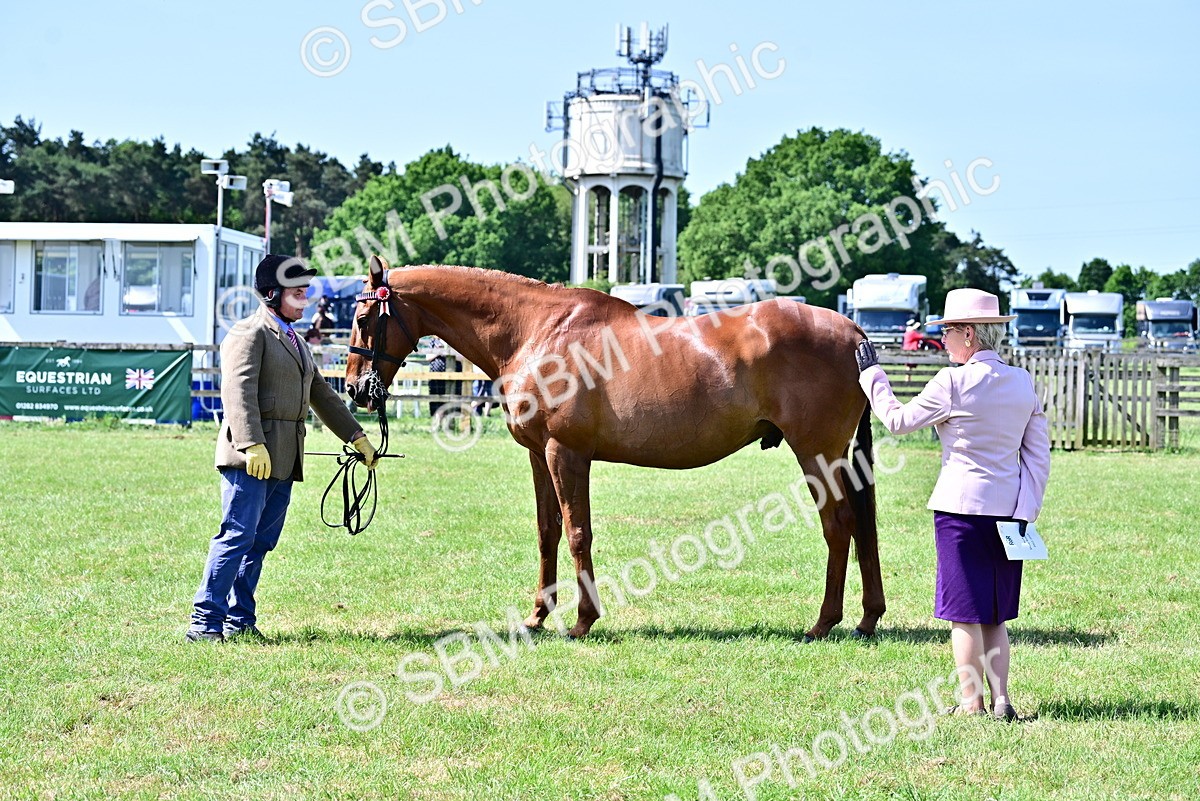 SBM_12862 - Class 98 - Retraining of Racehorse In Hand
