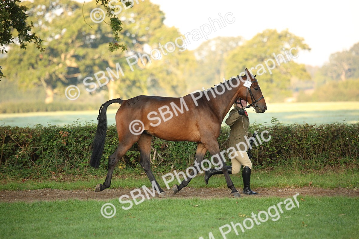SBM_56814 - S49 - Riding Horse & Hack & Thoroughbred In Hand