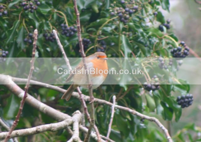 06 Robin - WINTER 2020 /21