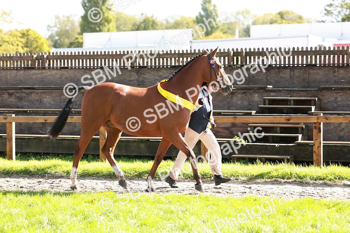 SBM_42137 - S32 - Mountain & Moorland Working Hunter Pony
