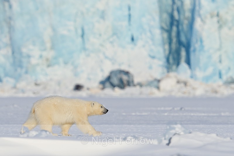 Polar Bear cub walking, Svalbard, Norway - Polar Bear