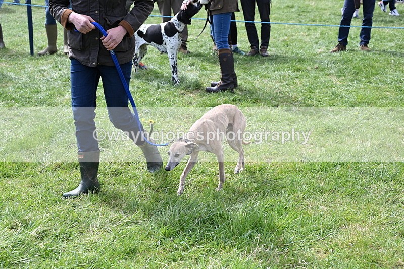 WJ6_8971 - Class 8 Best Working / Gun Dog or Bitch