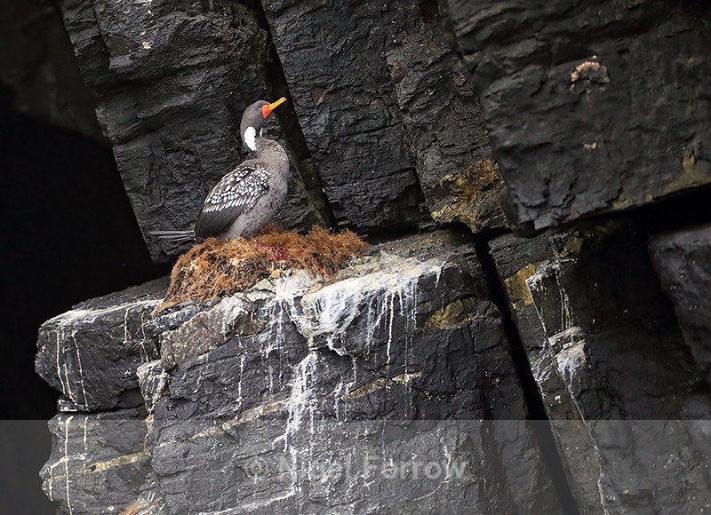 Red-legged Cormorant on nest, Chile - Red-legged Cormorant
