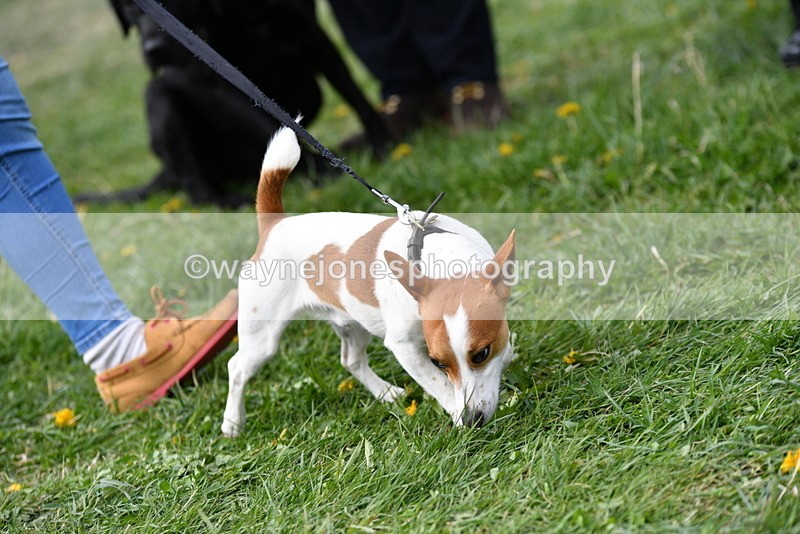 WJ5_0316 - Class 7 Best Terrier