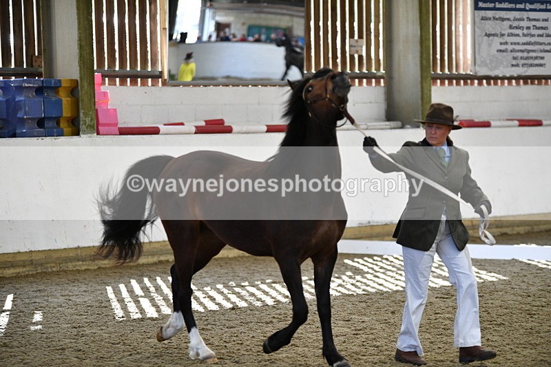 WJ5_4374 - Class 6 In hand M&M - Large Breeds