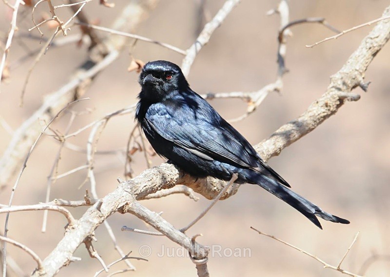 Fork-tailed Dorongo - South Africa Birds and Mammals