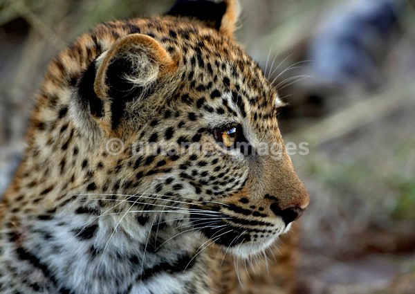 Leopard - Botswana