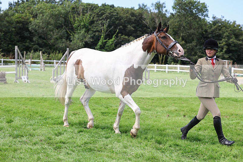 3E7A8771 - Class 5: Working Show Horse