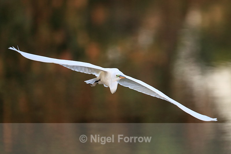 Great Egret flying wings outstretched, Venice Rookery, Florida - Great Egret