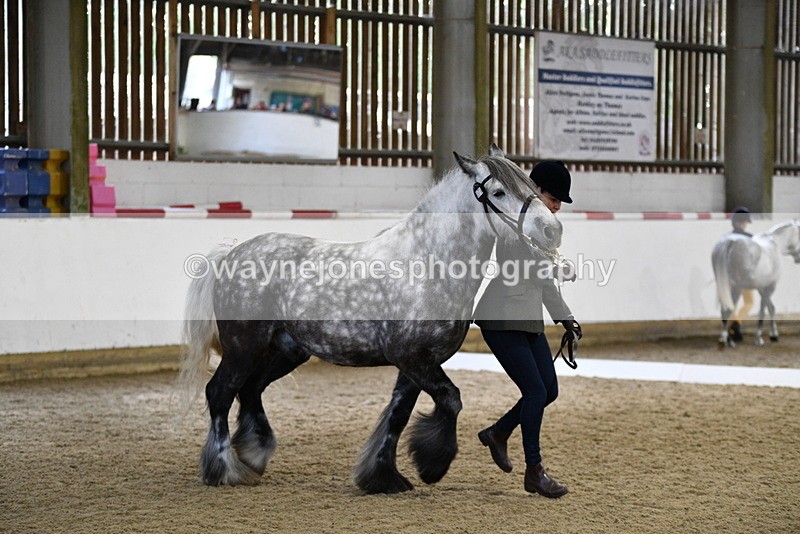 WJ5_4305 - Class 6 In hand M&M - Large Breeds