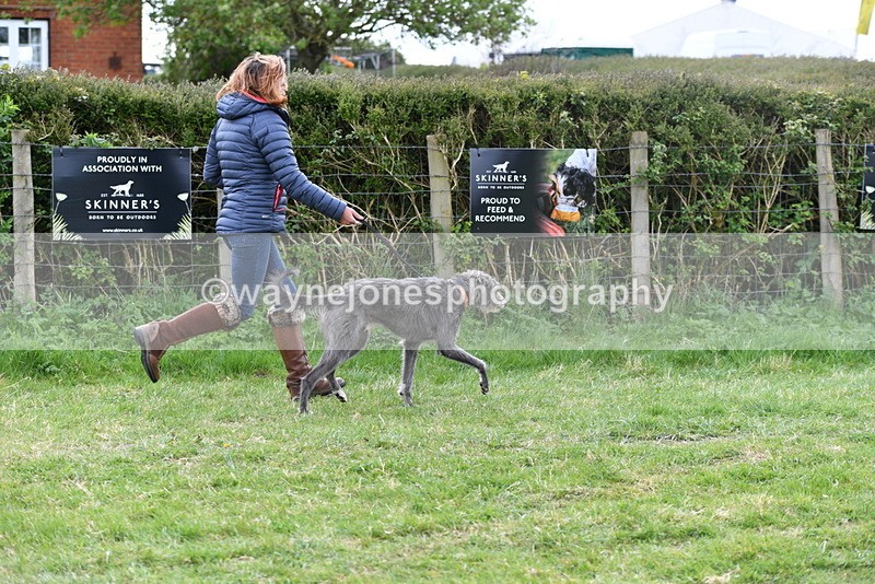 WJ5_9130 - Class 1 Best Cross Breed / Heniz 57