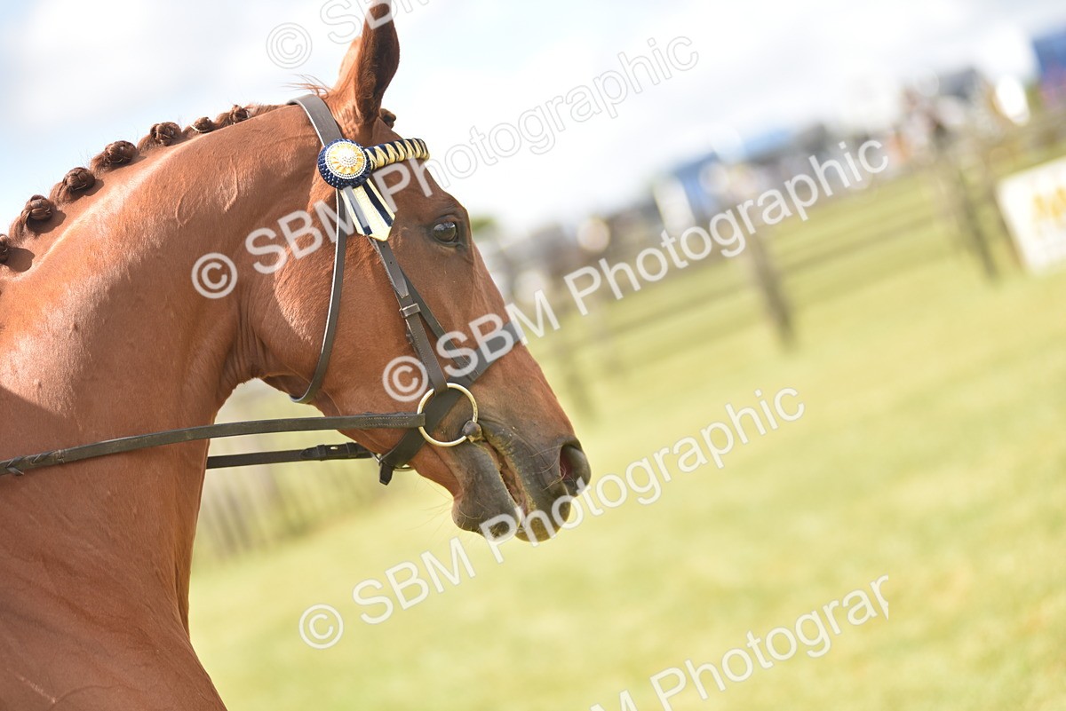 SBM_15114 - Class 113-114 - Retraining of Racehorses Ridden