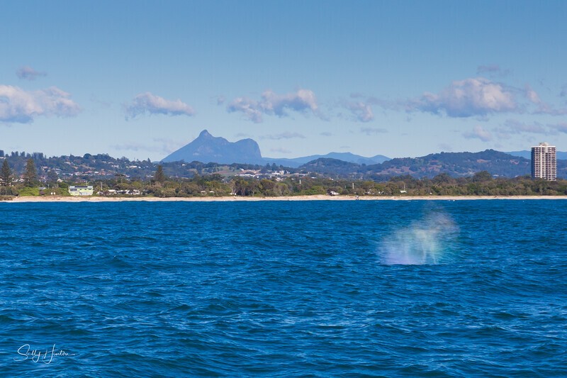 Humpback Whale Blow Mt Warning 2_16A1438 - 2025 Whales