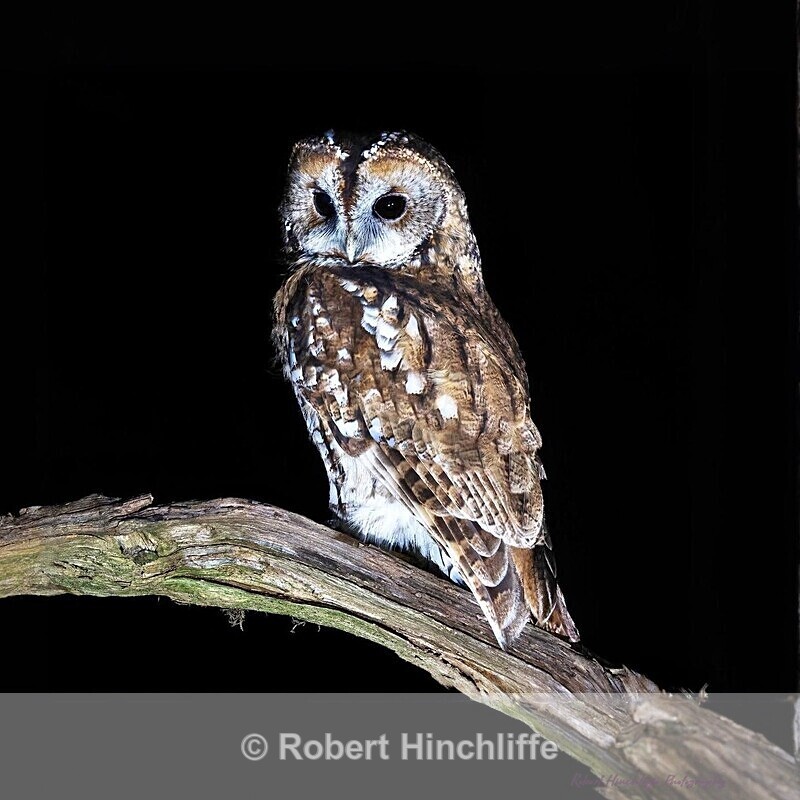 Owl - Cards 2