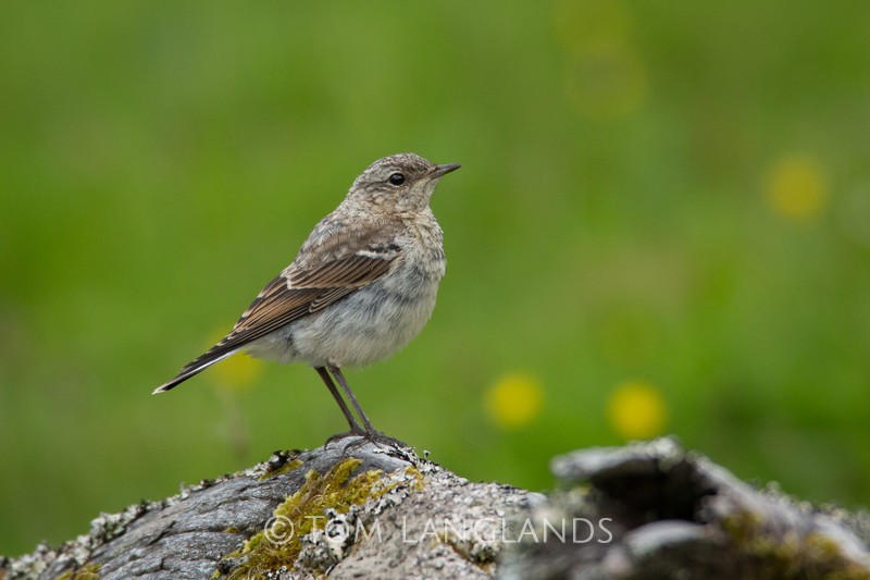 Wheatear - All Other Birds
