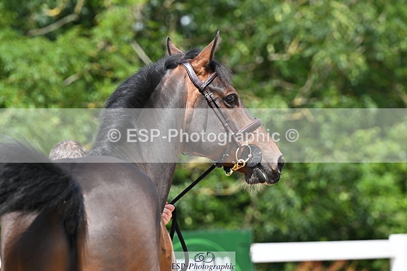 240718A-105249-01198 - Trot Up 12pm to 1pm