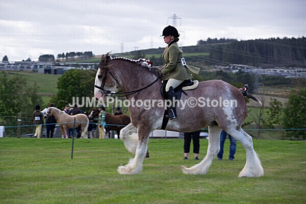 DSC_0230 - Ring 1