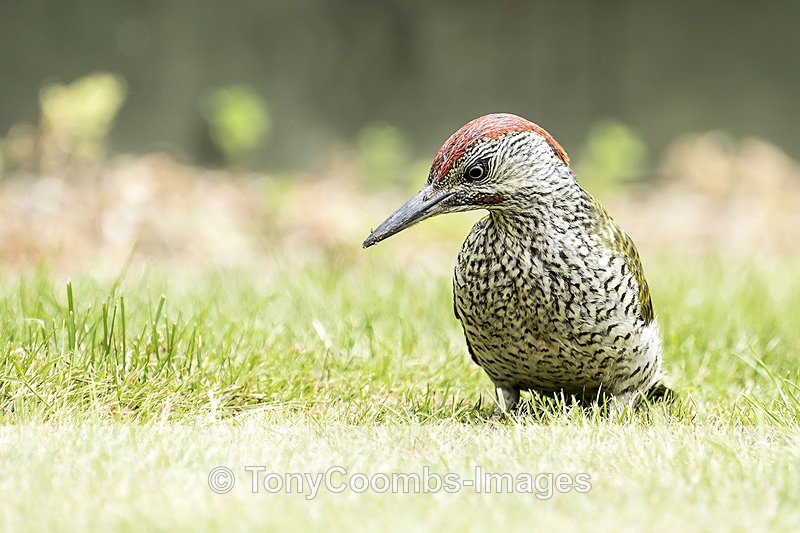 Green Woodpecker (juv) - Birds