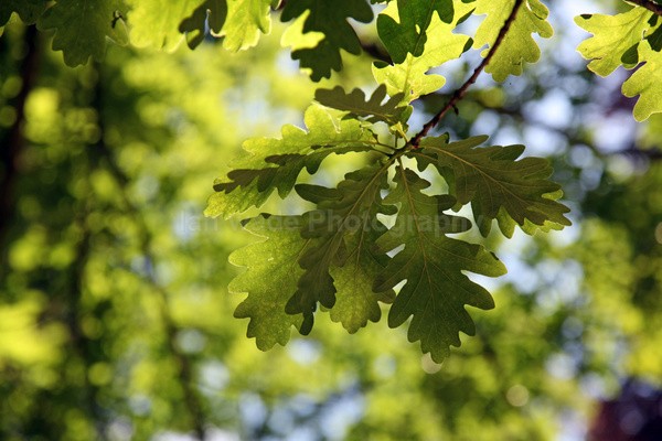 Stourhead _ WILT026 - Wiltshire landscape Photography